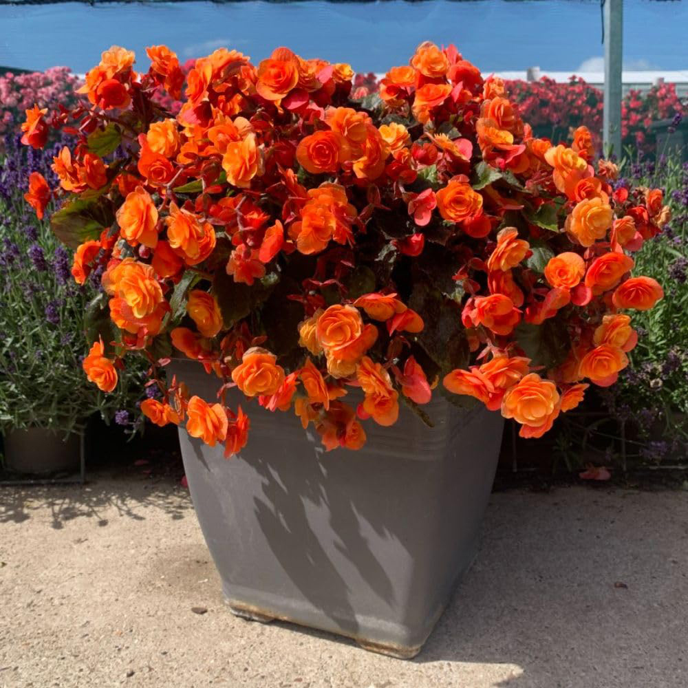 Thompson and Morgan Begonia Catrin 6 Pack with 2 Planter and Incredicompost 25L Image 3
