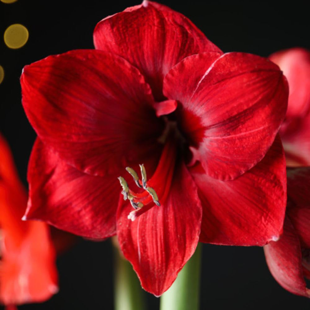 Thompson and Morgan Christmas Gift Red Amaryllis Bulb in Red Globe 2 Pack Image 6
