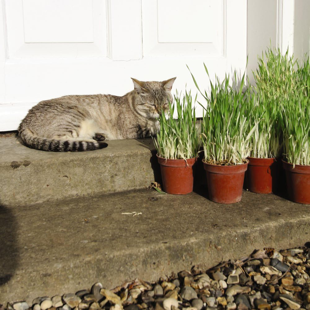 Thompson & Morgan Cat Plant Seed Collection 3 Pack Image 2