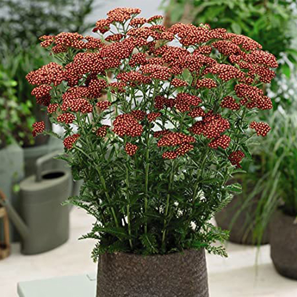 Thompson and Morgan Achillea Cerise Queen Plug Plant 6 Pack Image 3