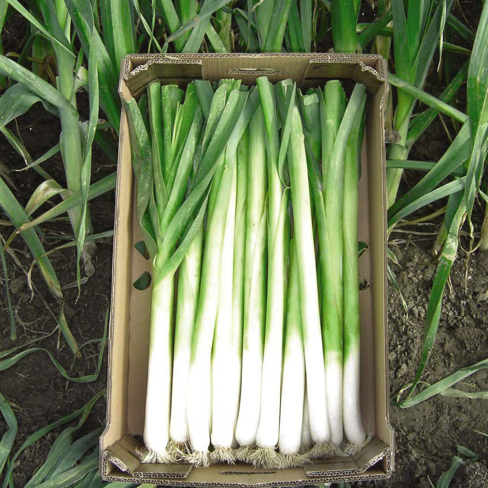 Thompson & Morgan Leek Bulgaarse Reuzen Lincoln Seeds Image