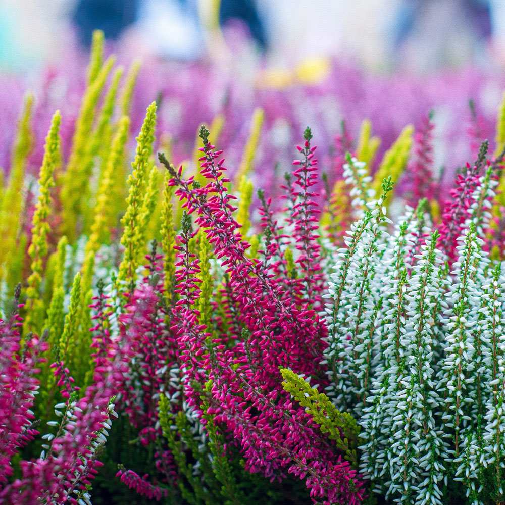 YouGarden Four Seasons Heather Collection Plant in Pot 9cm 12 Pack Image 3