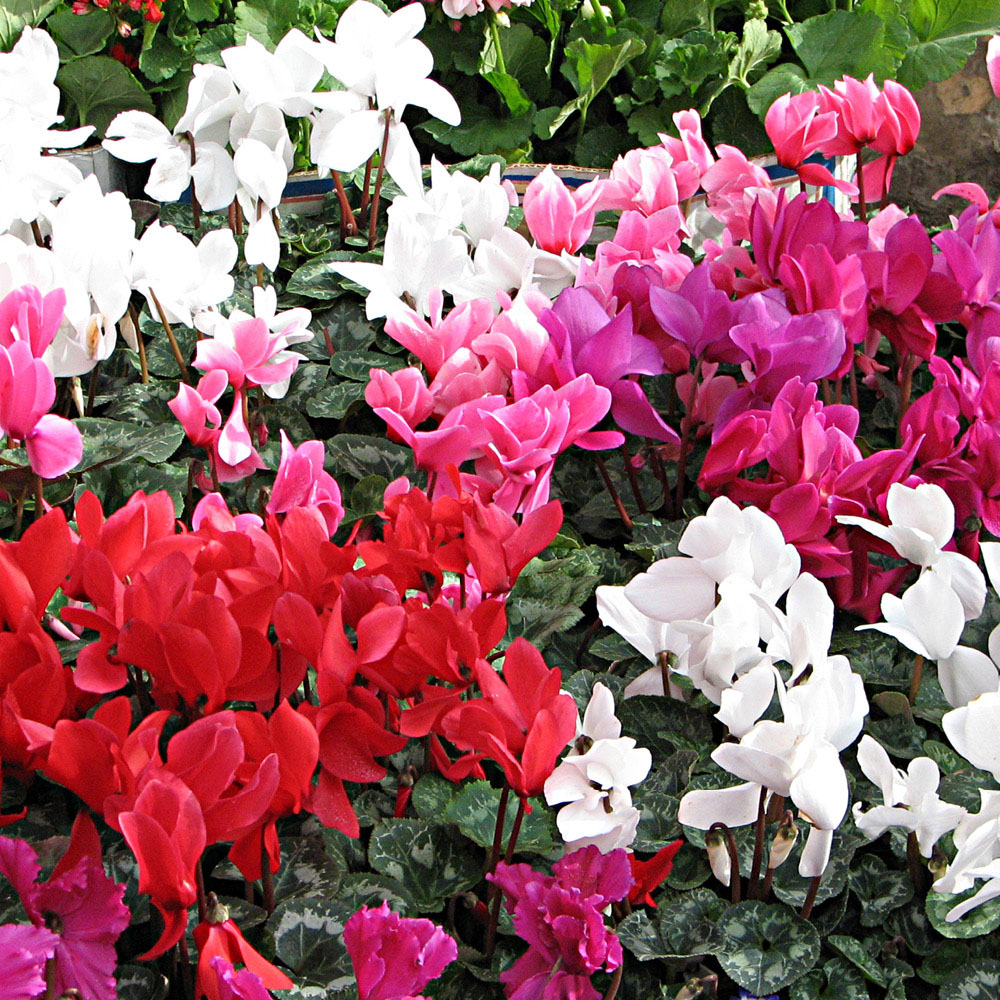 YouGarden Cyclamen Mix Plant in Pot 10.5cm 6 Pack Image 3