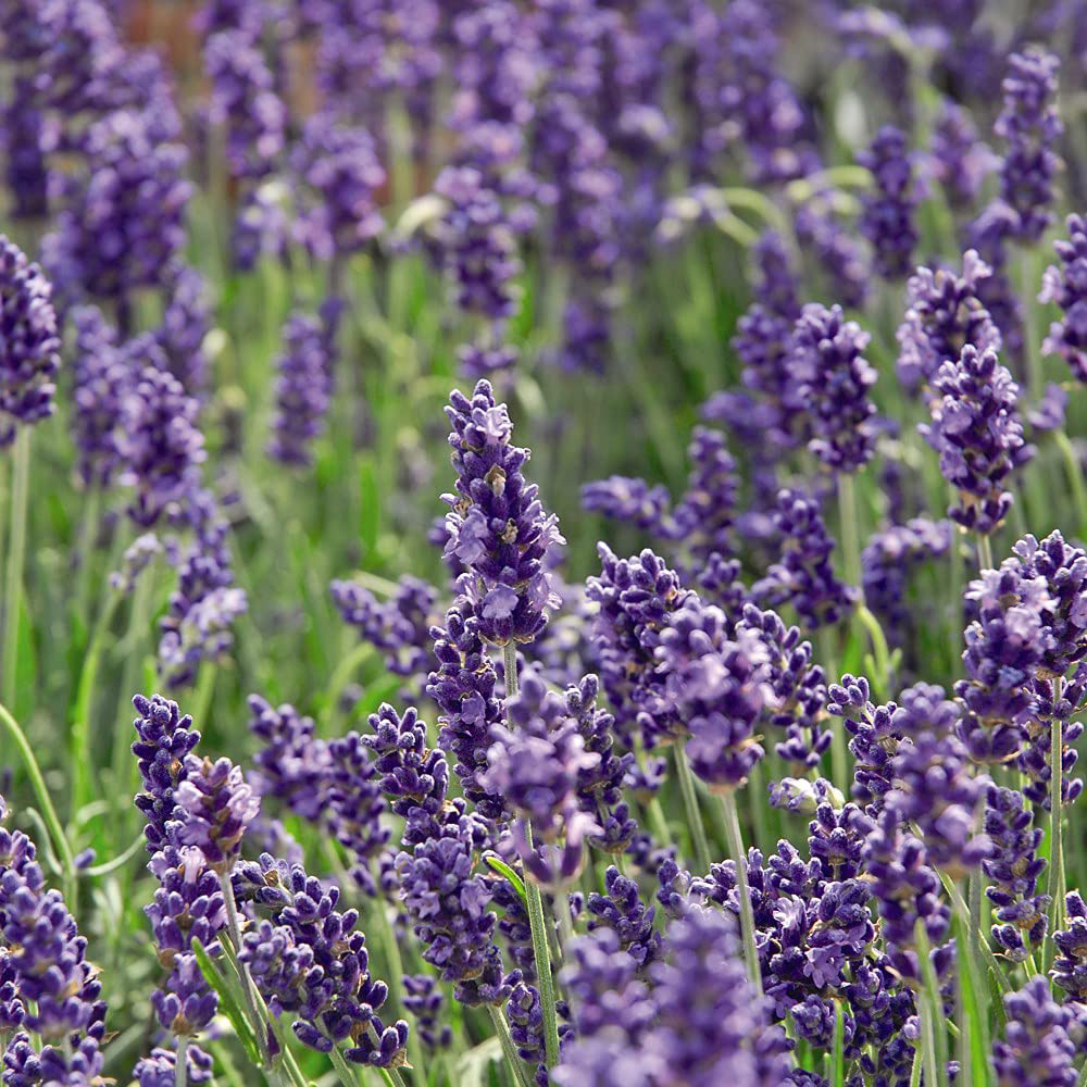 Thompson and Morgan Lavender Hidcote Jumbo Plugs 6 Pack Image 1