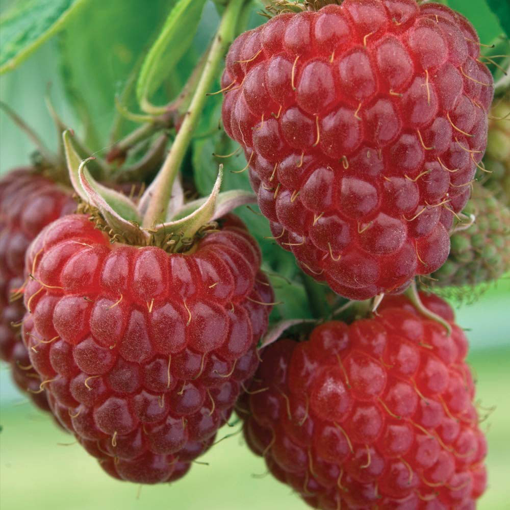 Thompson & Morgan Raspberry Polka Autumn Fruiting Cane Plant 12 Pack Image 2