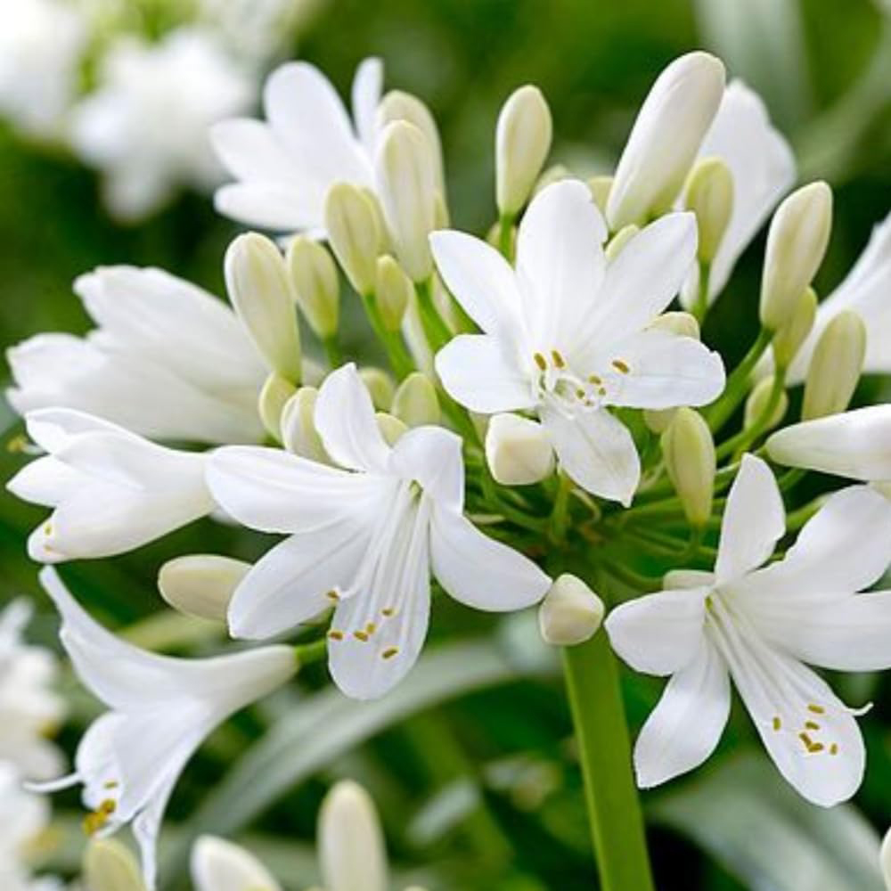 Thompson & Morgan Agapanthus White Polar Ice Plant Pot 1L Image 1