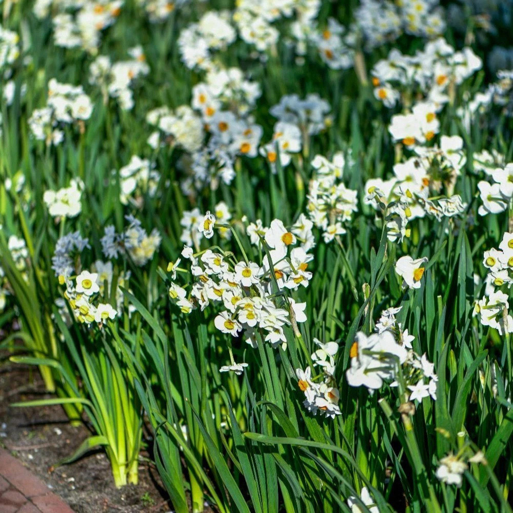 Thompson and Morgan Daffodil Most Scented Mixed Planting Bulb 42 Pack Image 5