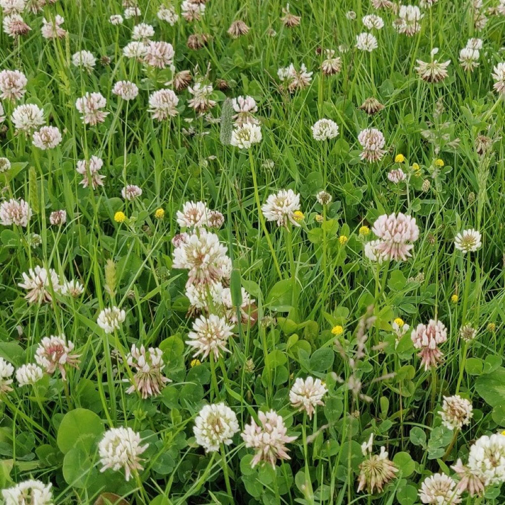 Harrowden Species Rich Lawn 10sqm Image 4