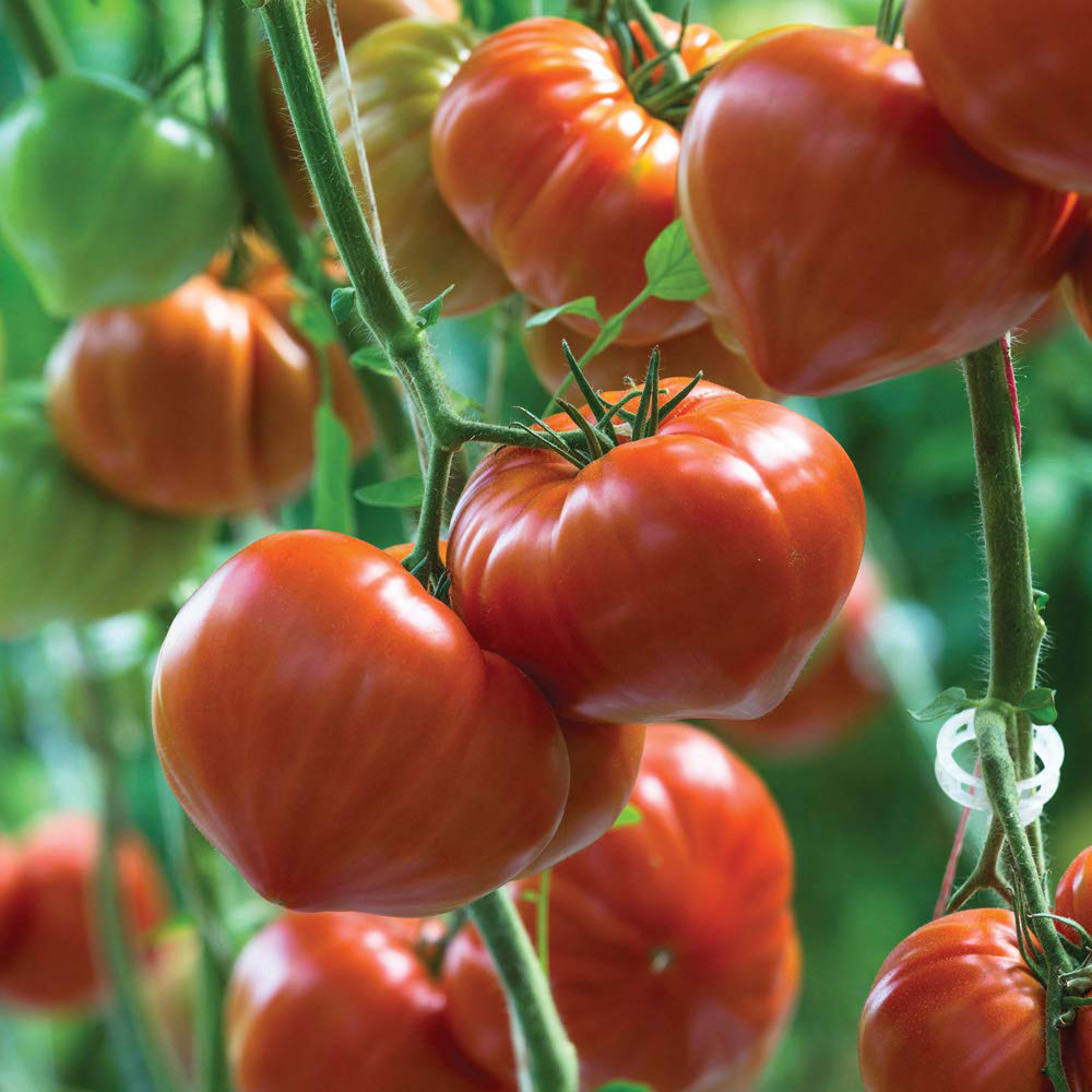Thompson & Morgan F1 VOTY Tomato Gourmandia Seed Packet Image 1