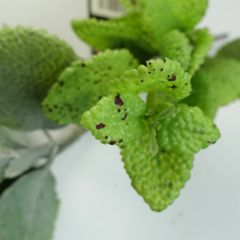 Leaf Trailing Mint Leaf Hanging Artificial Garland 125cm Image 3