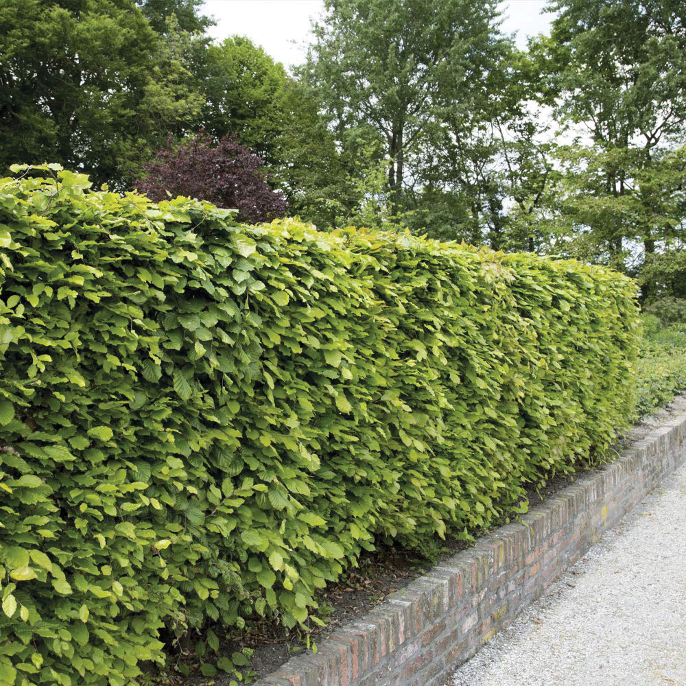 Thompson and Morgan Fagus Sylvatica Green Beech Hedge Bare Root Image 1