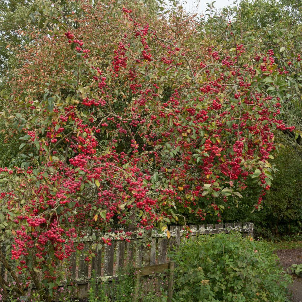 Thompson and Morgan Malus Crab Apple Red Sentinel MM111 Rootstock Bare Root Tree 2 Pack Image 2