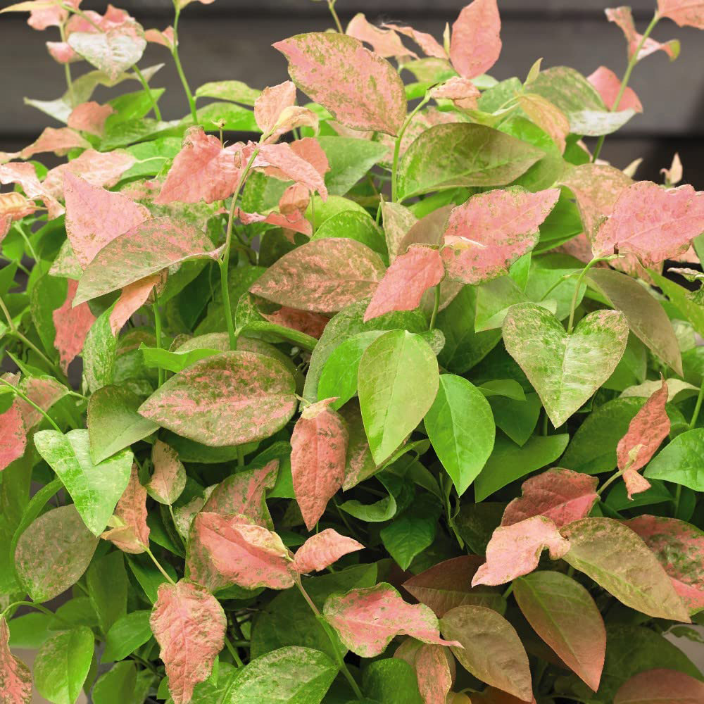 Thompson and Morgan Blueberry Vaccinium Flamingo Plant Pot 9cm 3 Pack Image 4