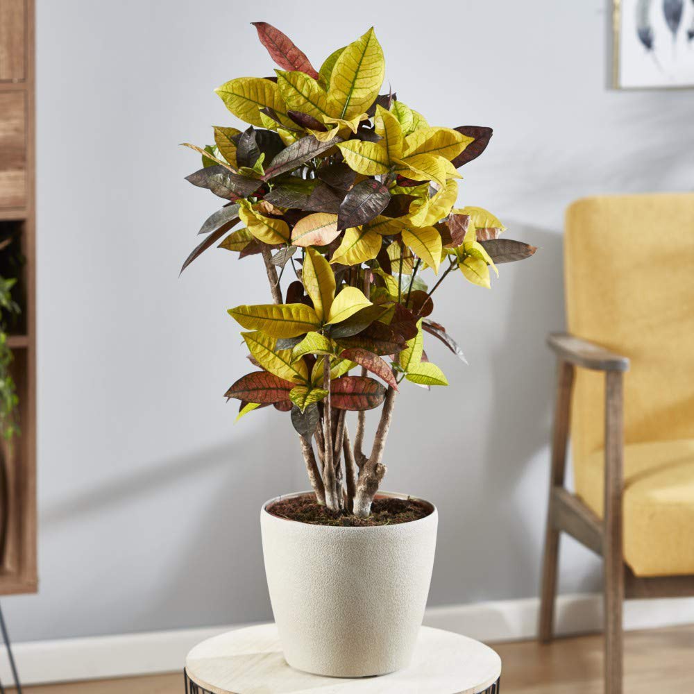 Thompson and Morgan Codiaeum Variegatum Pictum Mrs Iceton Potted Plant 21cm Image 1