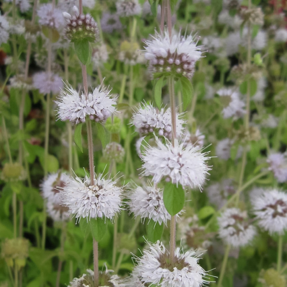 Thompson and Morgan Mentha Pulegium Plant Pot 1L 3 Pack Image 1