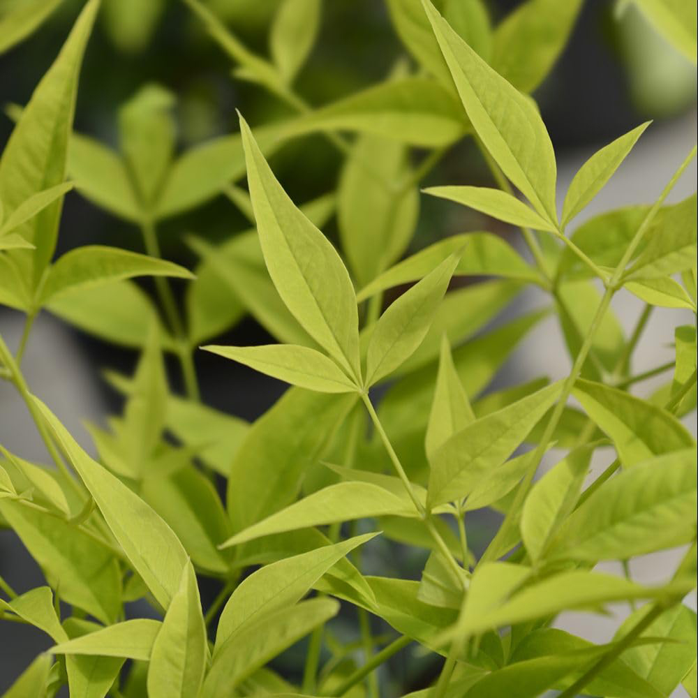 Thompson and Morgan Nandina Duo Plant Pot 9cm 4 Pack Image 6