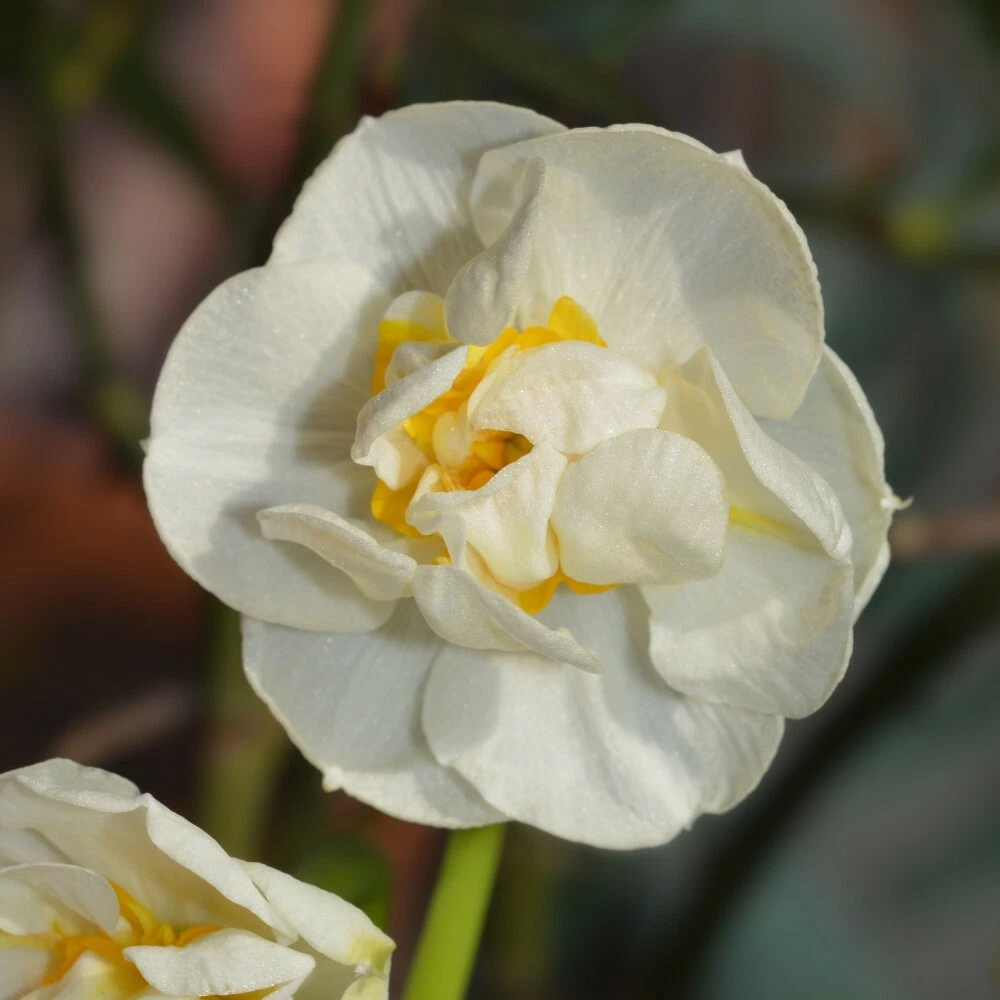 Thompson and Morgan Daffodil Cheerfulness White Planting Bulb 16 Pack Image 4