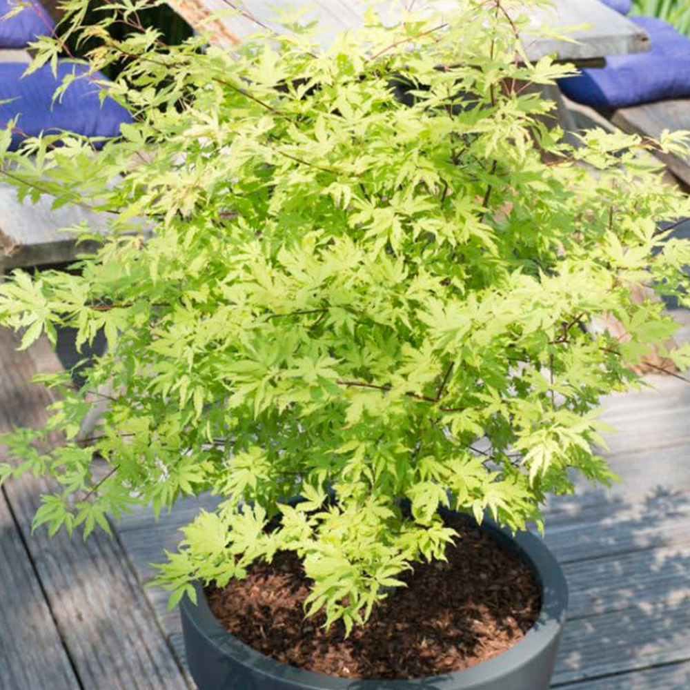 Thompson and Morgan Acer Palmatum Plant Anne Irene Plant Pot 3L Image 1
