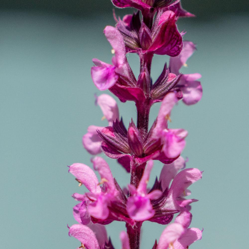 Thompson and Morgan Salvia Nemorosa Caradonna Pink Inspiration Plant Pot 2L Image 5