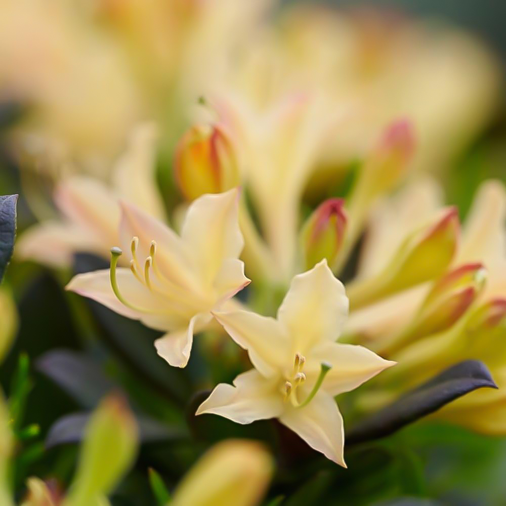 Thompson and Morgan Azalea mollis Parfumollis Yellow Plant Pot 19cm Image 5