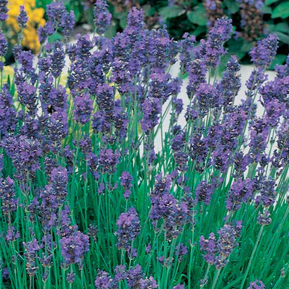 Thompson and Morgan Lavender Munstead Plant Plugs 12 Pack Image 2