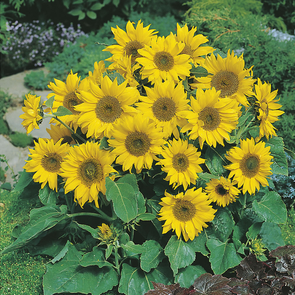Wilko Sunflower Little Leo Flower Seeds Image 1