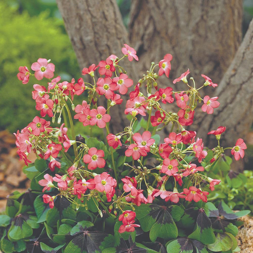 Thompson and Morgan Summer Saver Mix Planting Bulb 220 Pack Image 3