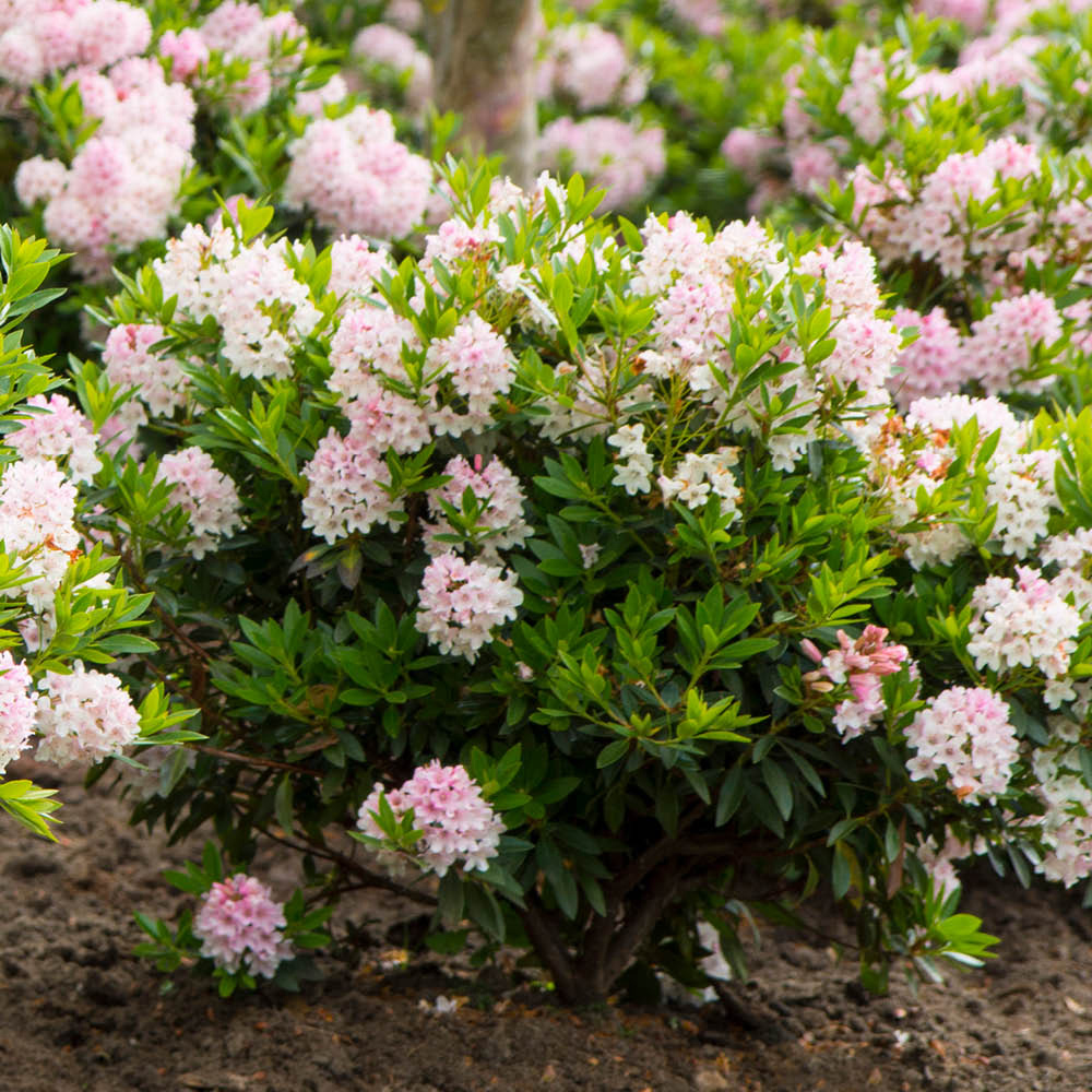 YouGarden Rhododendron Bloombux Light Pink Plant in Pot 3 Pack Image 2