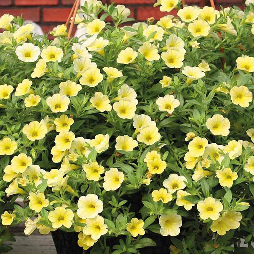 Thompson and Morgan Calibrachoa Million Bells Postiplugs 20 Pack Image 5