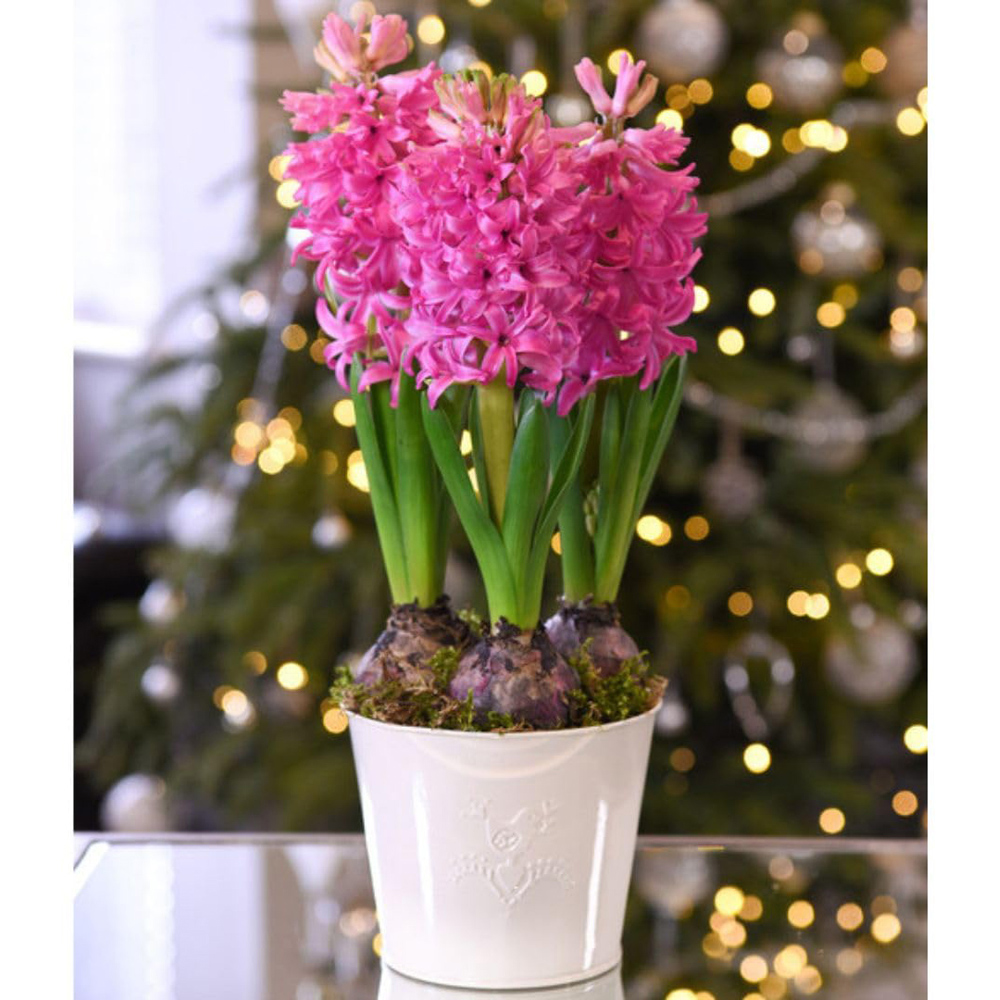 Thompson and Morgan Christmas Gift Hyacinth Scented Pink Pearl 5 Planting Bulb in Pot 16cm Image 1