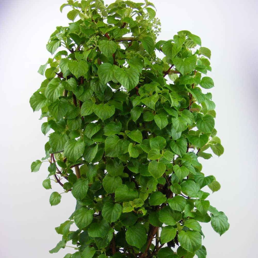 Thompson and Morgan Hydrangea Petiolaris Trellis Plant Pot 9L 2 Pack Image 4