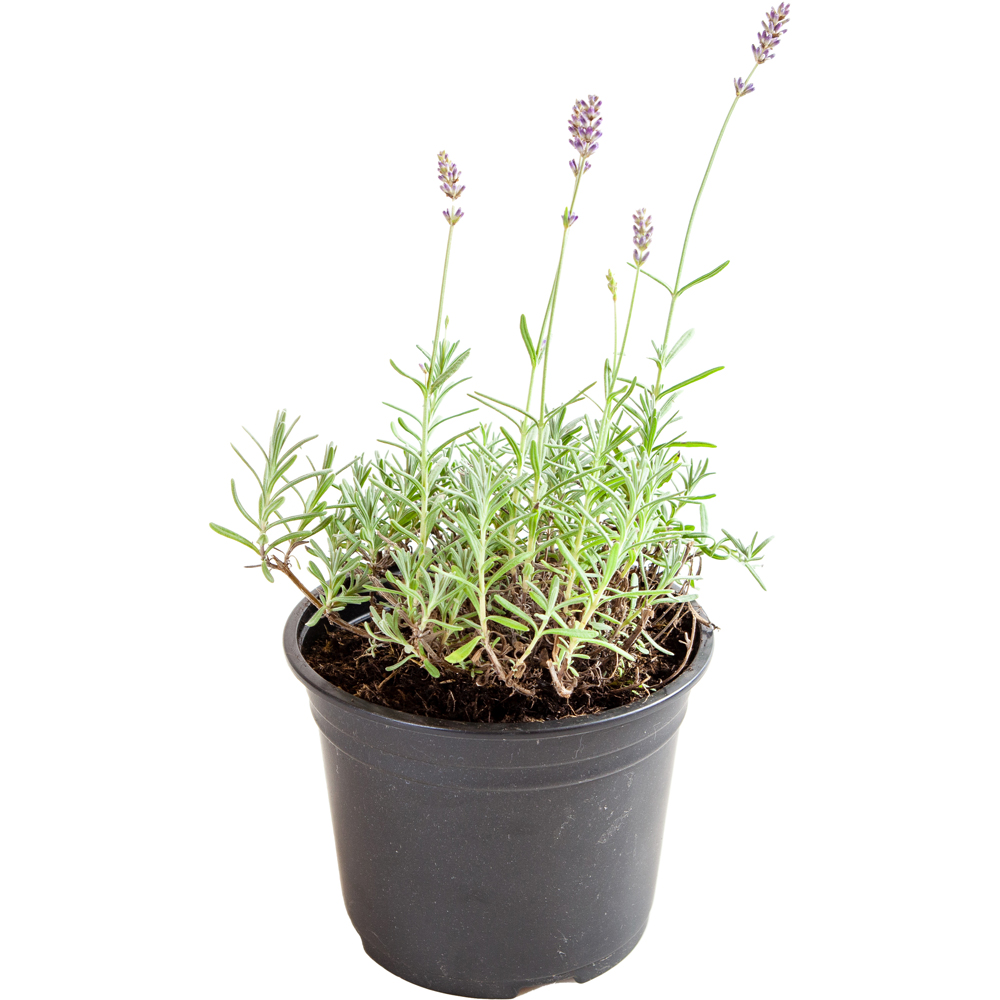 YouGarden English Lavender Grow Kit Image 3