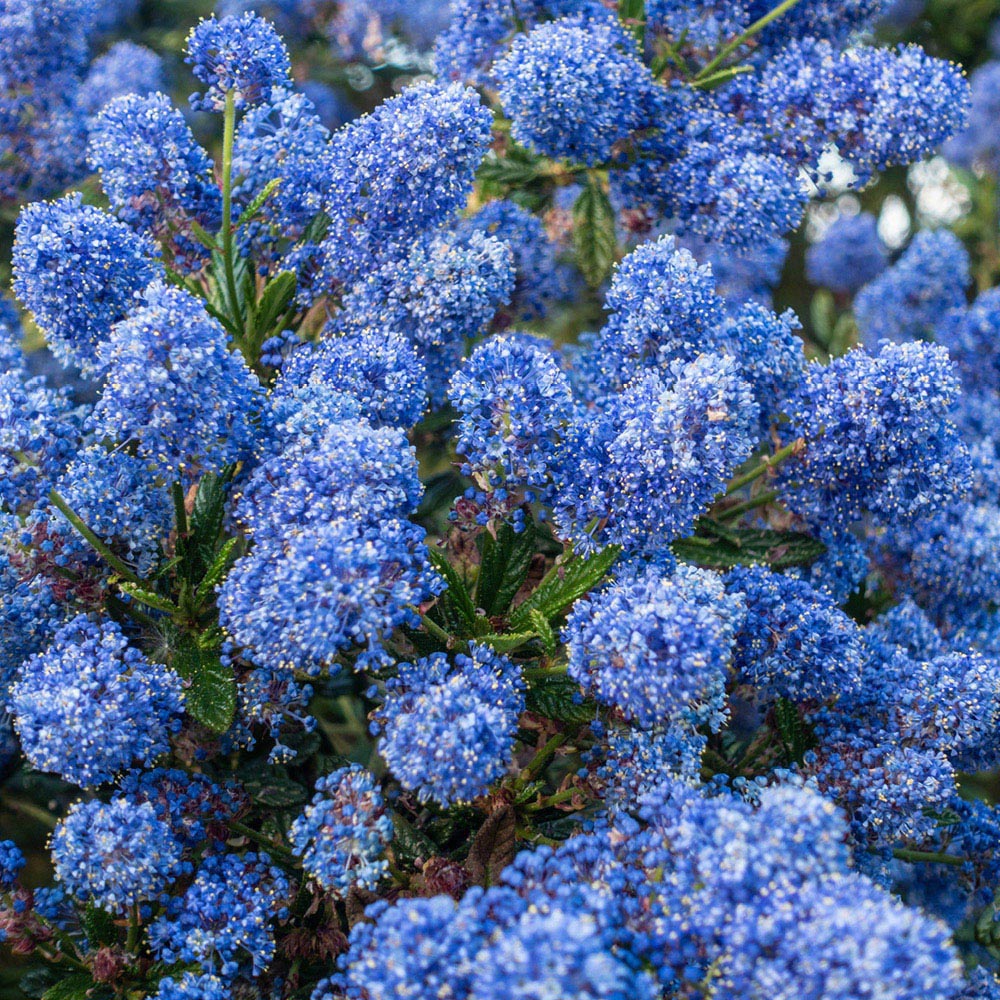 YouGarden Ceanothus Californian Lilac Standard Tree Plant Pot 2 Pack Image 2