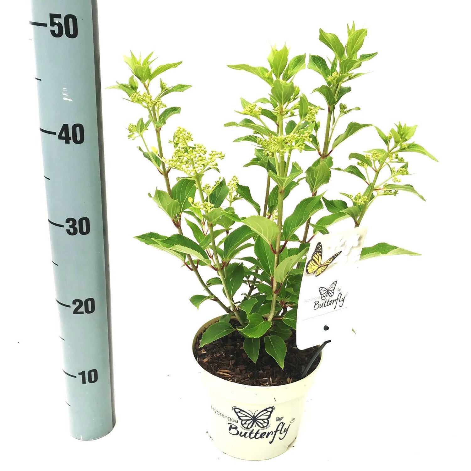 Butterfly Hydrangea Paniculata 17cm - Green Image 2