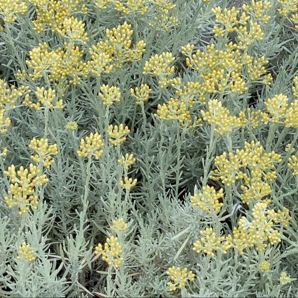 Thompson & Morgan Helichrysum Italicum Korma Plant Pot 3L Image 1