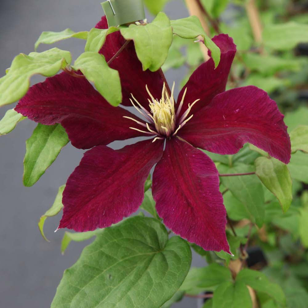 Thompson and Morgan Clematis Niobe Plant Pot 7cm 2 Pack Image 5