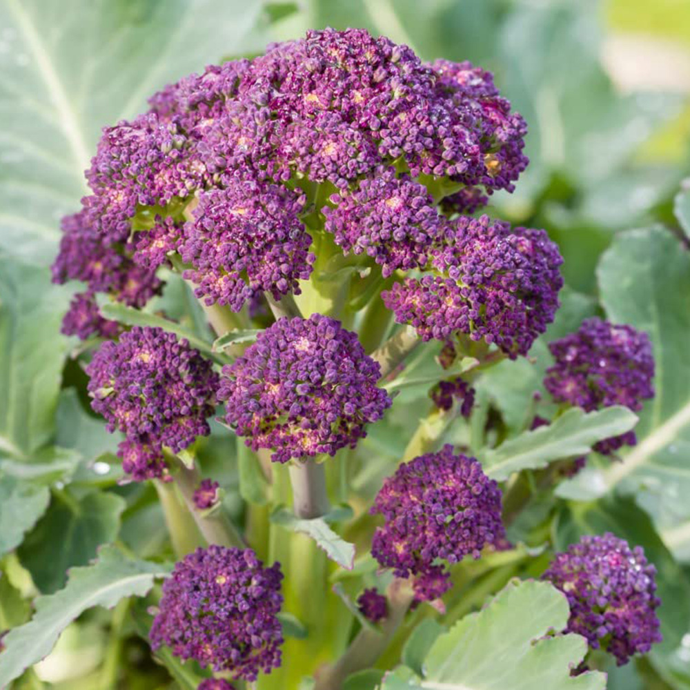 Thompson & Morgan Sprouting Broccoli Continuity Collection Postiplugs 18 Pack Image 1