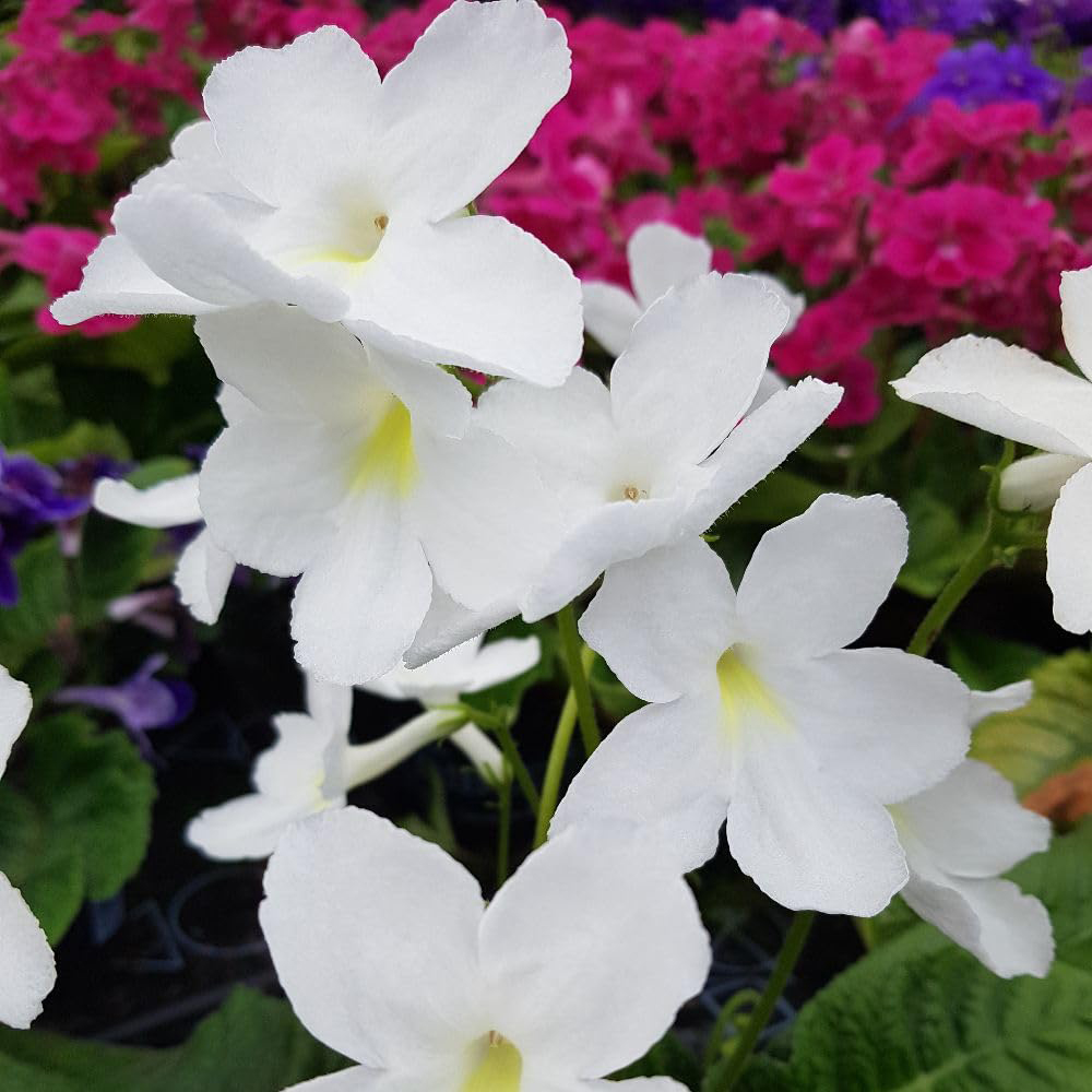 Thompson and Morgan Streptocarpus Albatross Jumbo Plug 3 Pack Image 1