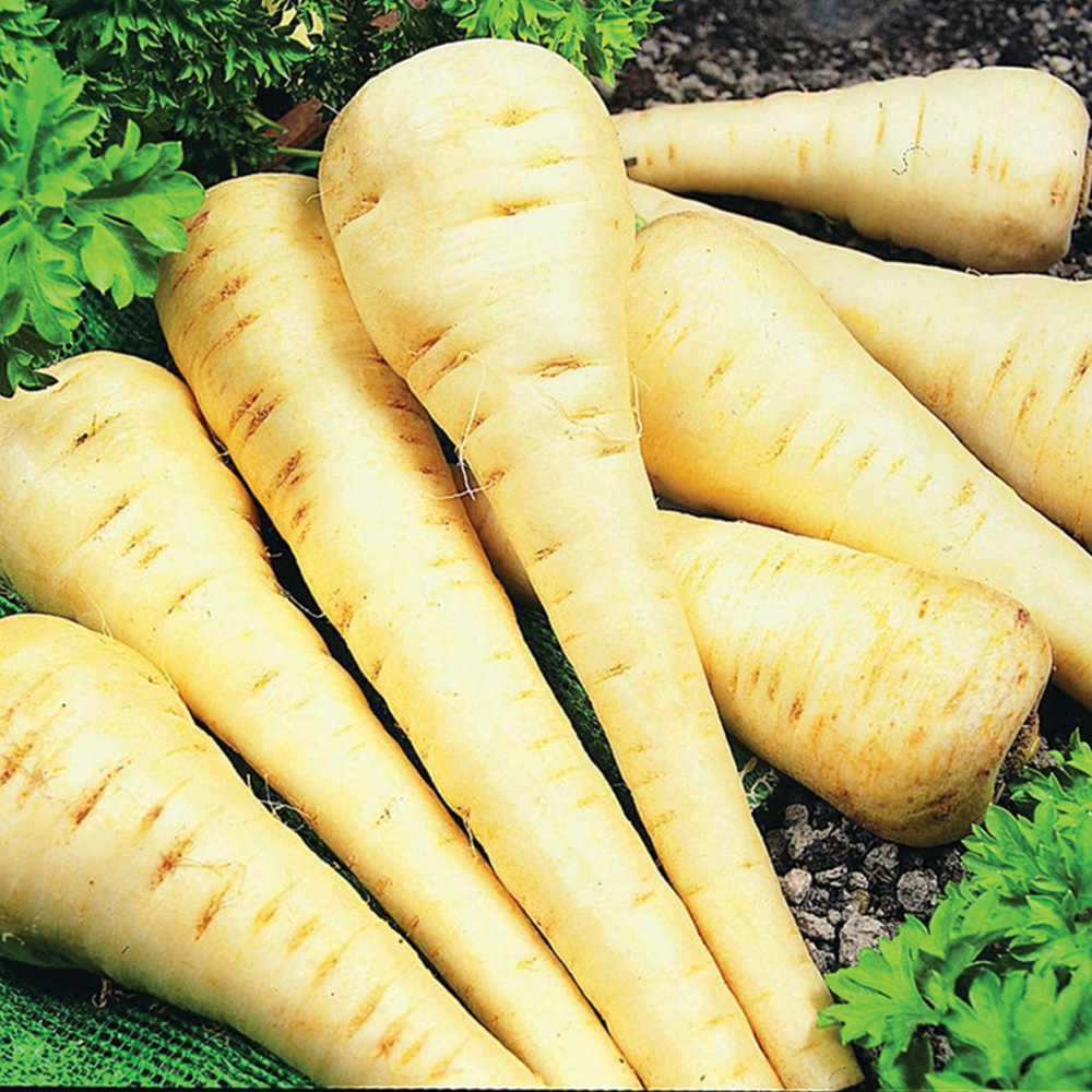 Thompson and Morgan Parsnip Gladiator F1 Hybrid Seeds Image 1