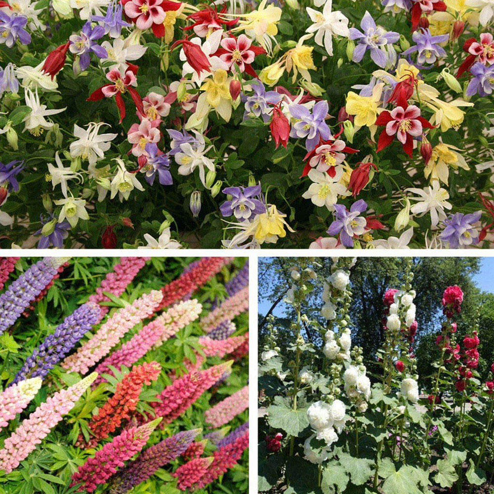 Thompson and Morgan Classic Cottage Garden Perennial Collection Bare Root 9 Pack Image 1