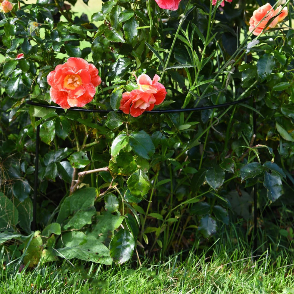Garden Gear Half Round Plant Support 60 x 30 x 17cm 4 Pack Image 3
