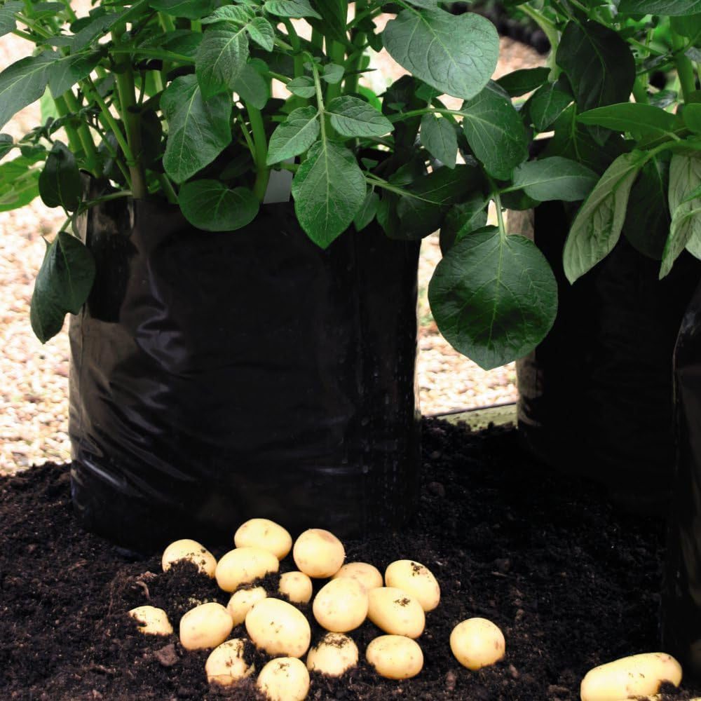 Thompson and Morgan Potato Patio Kit Image 3