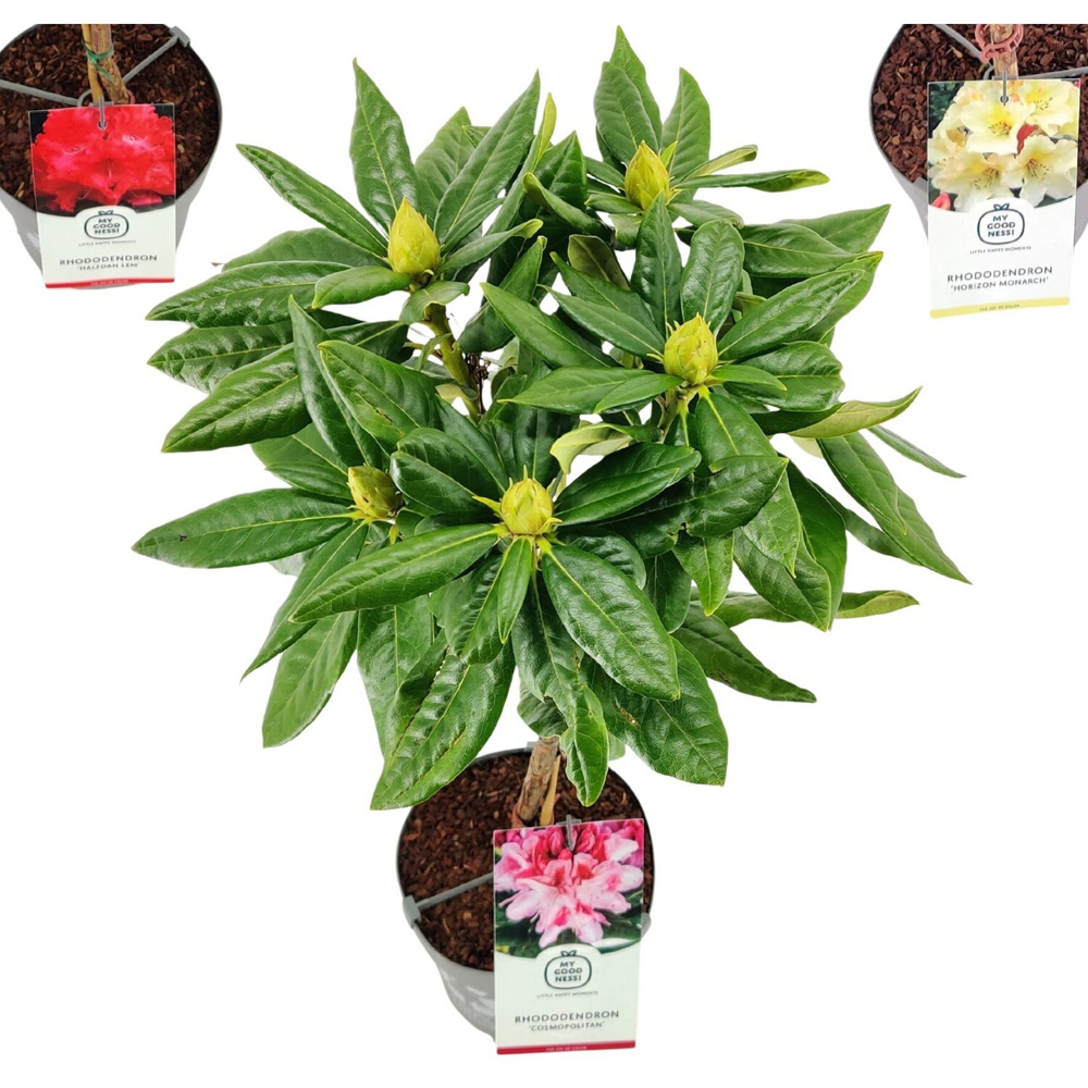 Rhododendron on Stem Plant Image 3