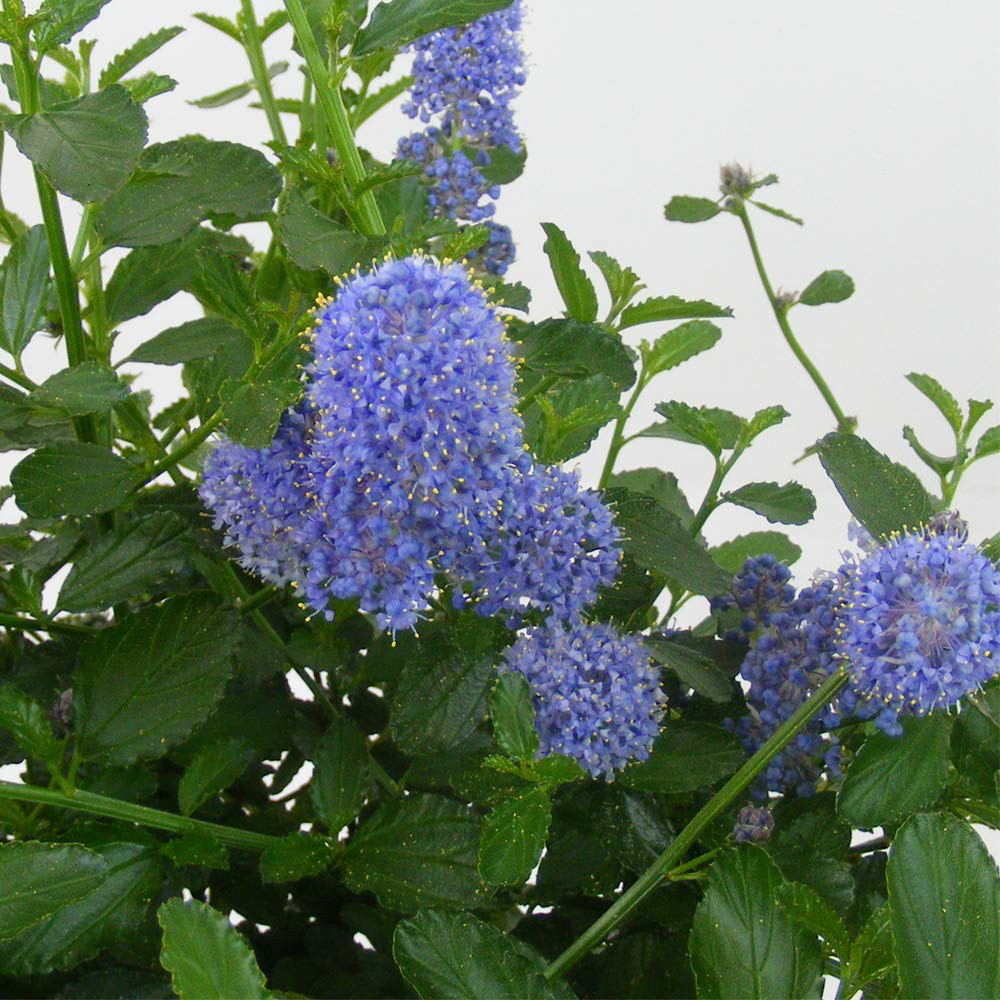 Thompson and Morgan Ceanothus Repens Plant Pot 9cm 6 Pack Image 2