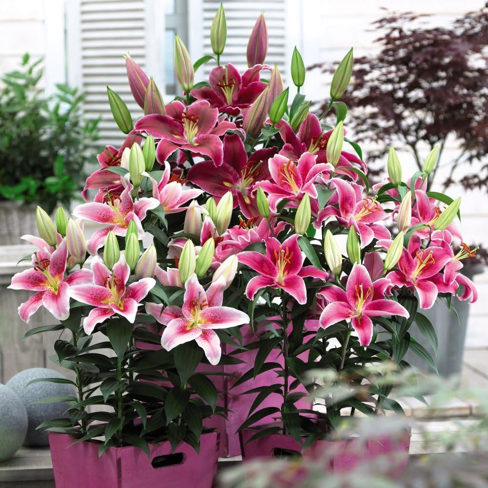 Thompson and Morgan Lily Oriental Bumper Mix Planting Bulb 100 Pack Image 2