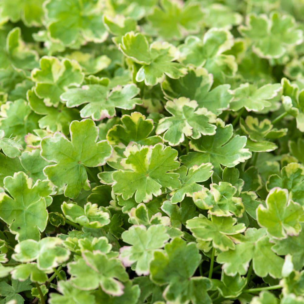 Thompson and Morgan Hydrocotyle Sibthorpioides Variegata Plant Basket 11cm Image 1