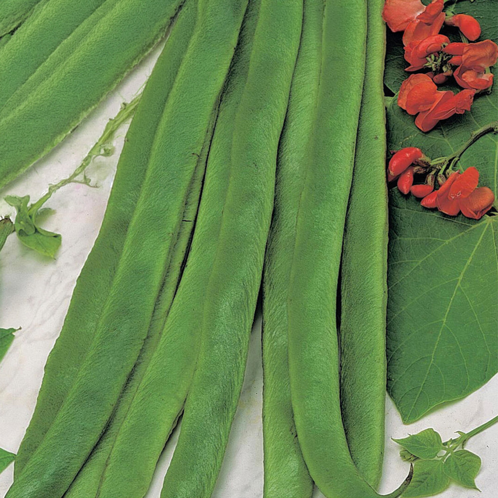 Runner Bean Galaxy Seeds Image 1