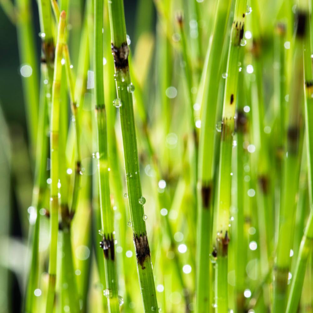 Thompson and Morgan Equisetum Fluviatile Plant Pot 9cm Image 3