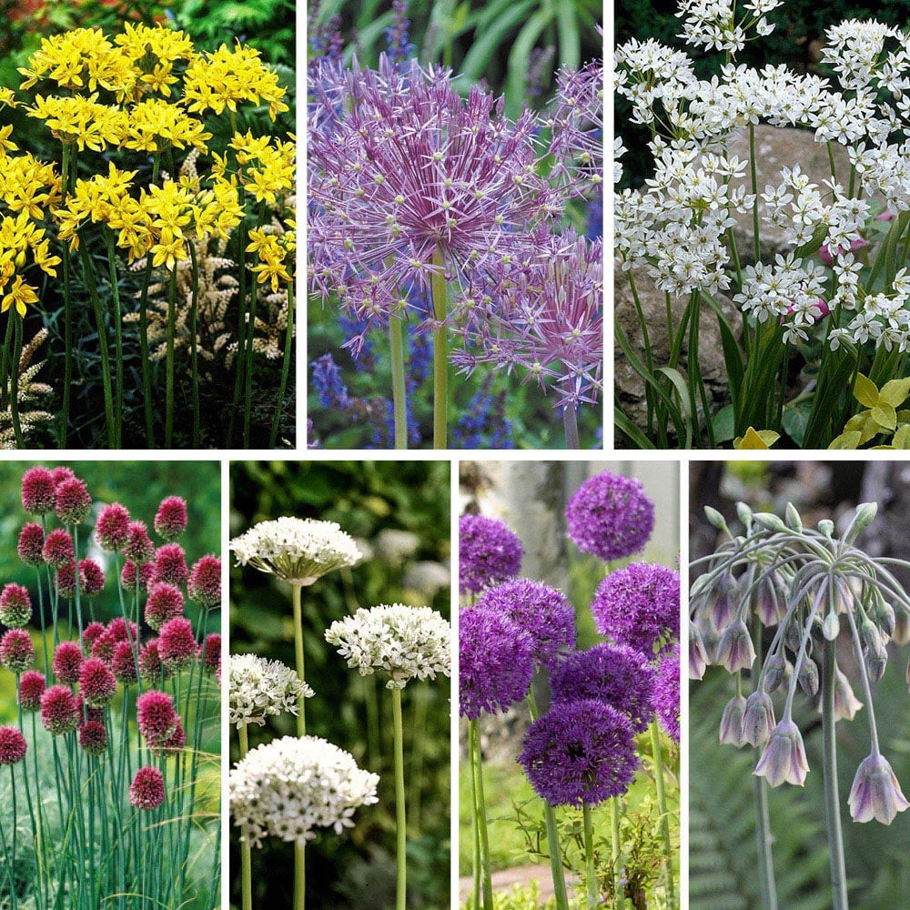 wilko Allium Collection Mixed Planting Bulb 100 Pack Image 1