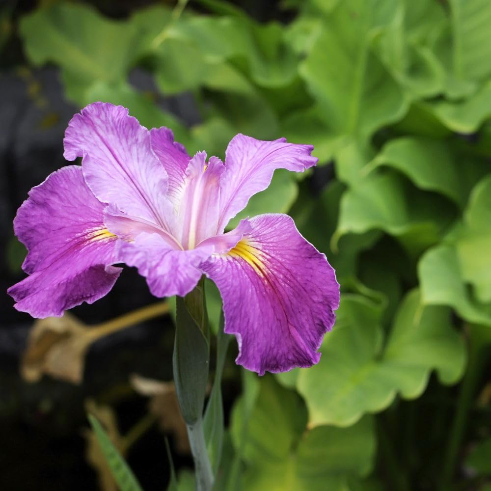 Thompson and Morgan Iris Ensata Kaempferi Plant Pot 9cm Image 3